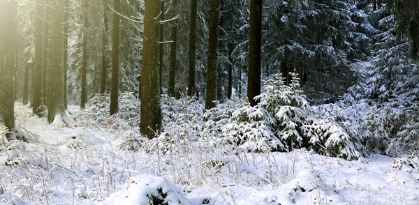 Paesaggio invernale con alberi innevati e cielo . — Foto Stock
