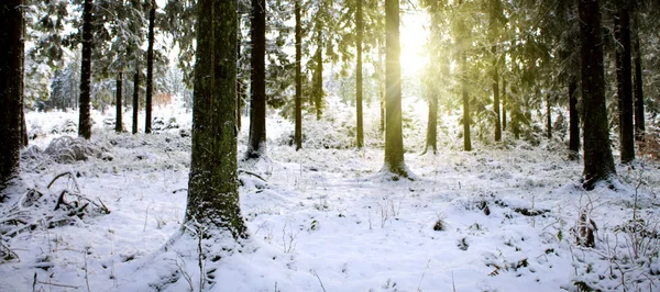 Sonnenuntergang im Winterwald. Winterlandschaft mit schneebedeckten Tannen . — Stockfoto