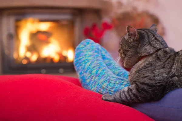 Gri kedi ve bir şömine. Kış ve Yılbaşı tatil kavramı.