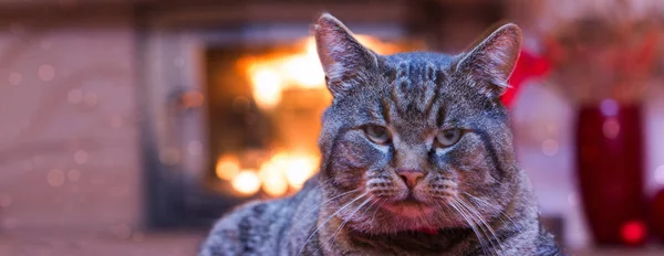 Gri kedi ve bir şömine. Hayvanlar arka plan. — Stok fotoğraf