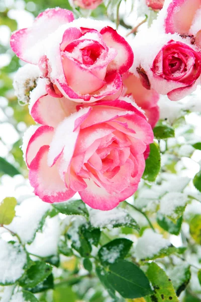 Rosa rosa nella neve. Rosa rosa nella nevicata . — Foto Stock