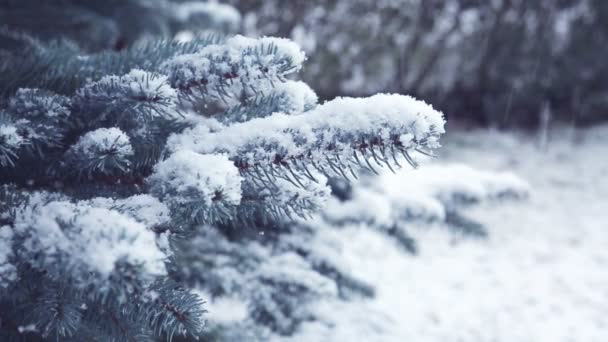 Κλαδιά δέντρων πεύκων και χιονοπτώσεις. — Αρχείο Βίντεο