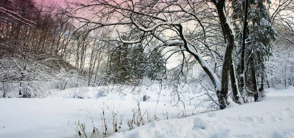 冬の木は 霜と雪で覆われています — ストック写真