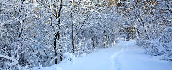 Paesaggio invernale con alberi innevati. Sfondo della natura . — Foto Stock