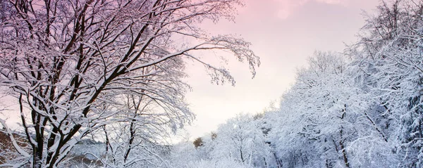 Paysage hivernal avec arbres enneigés et ciel rose . — Photo