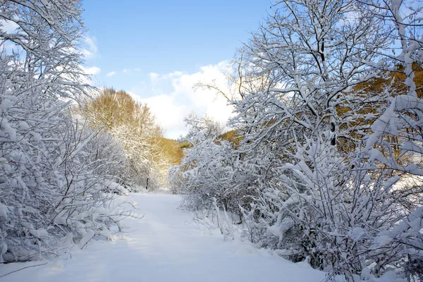 雪のある冬景色には、木が覆われています。自然の背景. — ストック写真