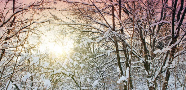Kış manzarası kar ile kaplı ağaçlar ve pembe gökyüzü. — Stok fotoğraf
