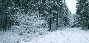 Kış ormanında kar yağışı. Karlı doğa arkaplanı.