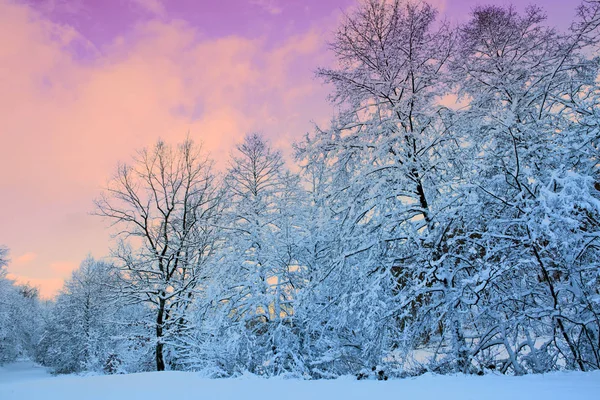 Arbres d'hiver sur la neige. Fond naturel avec des arbres enneigés dans la forêt . — Photo