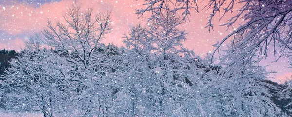 Árboles de invierno en la nieve. Fondo natural con árboles cubiertos de nieve en el bosque . —  Fotos de Stock