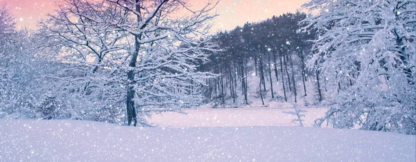Vinter träd på snö. Natur bakgrund med snö täckt träd i skogen. — Stockfoto