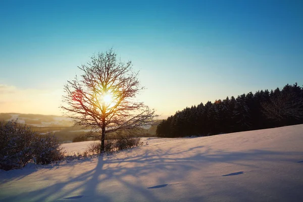 stock image Snowy winter Christmas Landscape.Winter sunset over the snow-covered tree.