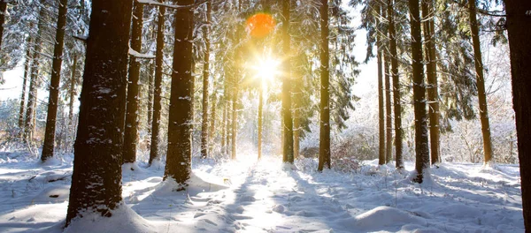 Захід сонця у зимовий ліс. Взимку смерекові дерева в лісі, німецький . — стокове фото