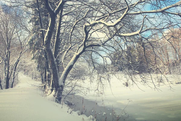 Zimą drzewa na śniegu. Tle natura ze śniegiem pokryte drzew w lesie. — Zdjęcie stockowe