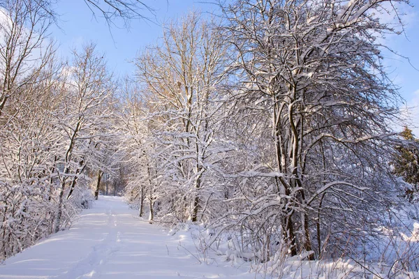 Paesaggio invernale con alberi innevati nella foresta. — Foto Stock