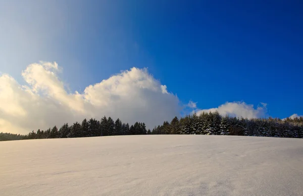 Pinhais com neve no inverno. Fundo de inverno . — Fotografia de Stock