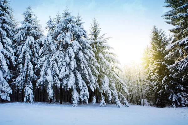 Pinos con nieve en invierno y sol. Fondo de invierno . —  Fotos de Stock