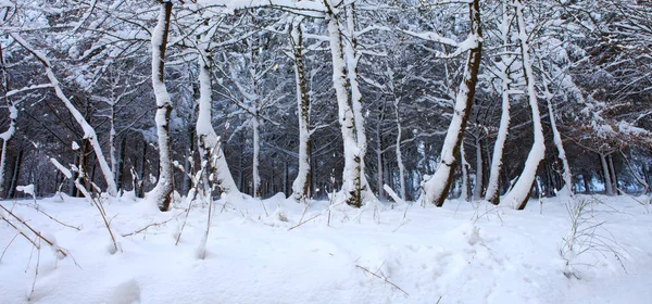 Arbres d'hiver avec neige dans la forêt allemande . — Photo