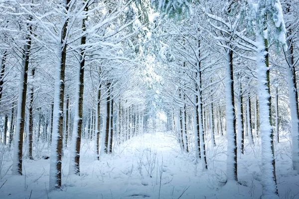 Winter bomen met sneeuw in Duitsland bos. — Stockfoto