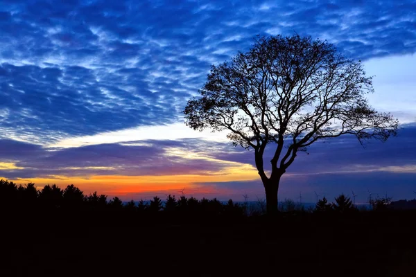 ดวงอาทิตย์ตกและต้นไม้เก่าใหญ่ พื้นหลังพระอาทิตย์ตกดินธรรมชาติ . — ภาพถ่ายสต็อก