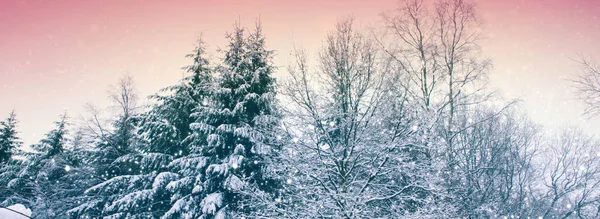 Abeti nevosi e nevicate. Sfondo invernale . — Foto Stock