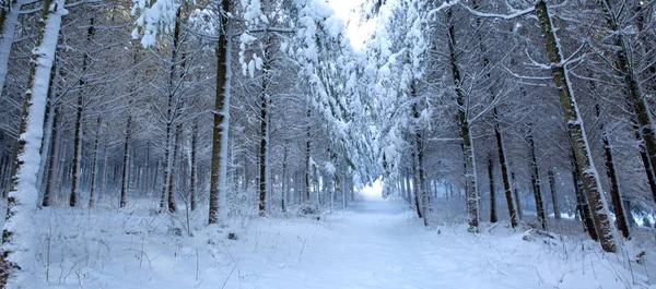 Alberi invernali con neve nella foresta germanica . — Foto Stock