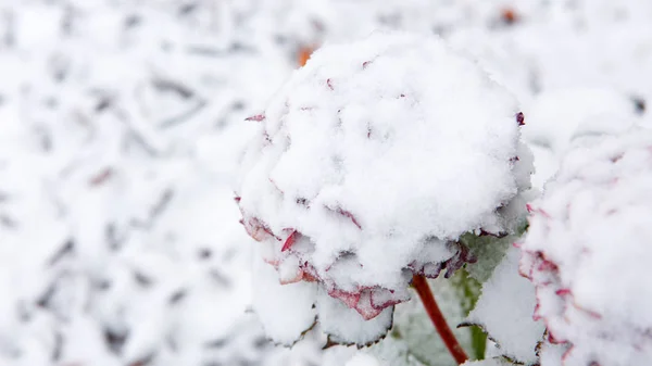 Hortensien blühen im Schneefall. Winterlicher Hintergrund. — Stockfoto