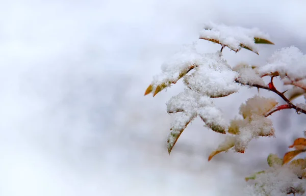 Bladeren onder de witte sneeuw. Winter achtergrond. — Stockfoto