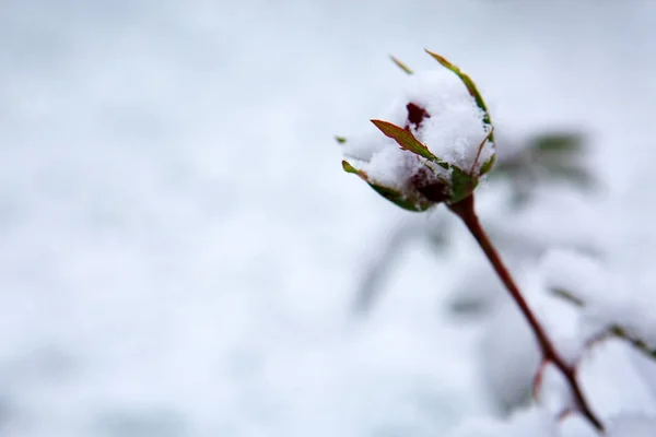Rode roos bud onder de witte sneeuw. Winter achtergrond. — Stockfoto