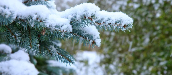松の木の枝が雪で覆われています。冬の背景. — ストック写真