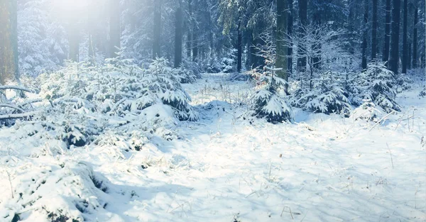 Vinterlandskap med snö täckte granar och solljus. — Stockfoto