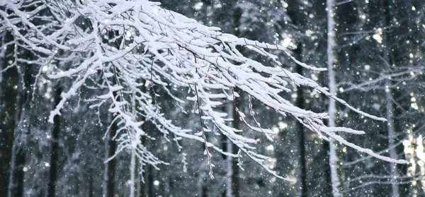 Opady śniegu w zimowym lesie. Tle natura ze śniegu. — Zdjęcie stockowe