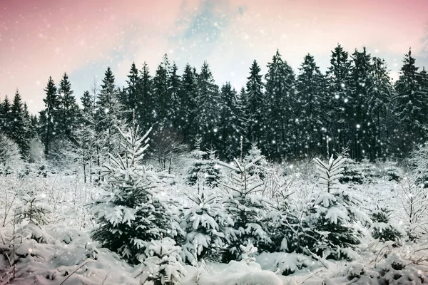 겨울 숲의 눈이 내리고. 눈으로 뒤덮인 자연의 배경. — 스톡 사진