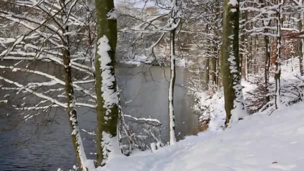 Árboles de invierno con nieve y bosque lago en Alemania . — Vídeos de Stock