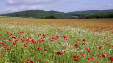 Güneşli bir gün boyunca bir yaz alanda haşhaş.
