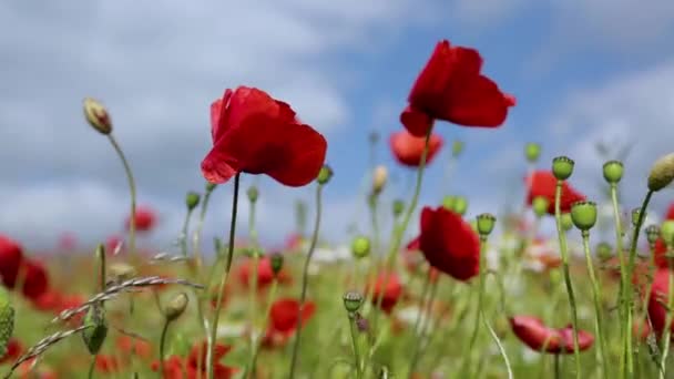 Poppies in a summer field during a sunny day. — Stock Video