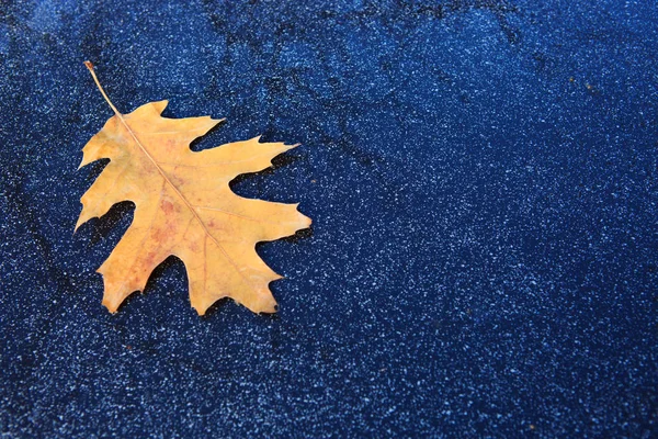 Sárga tölgy leveles elszigetelt egy szürke háttér. — Stock Fotó