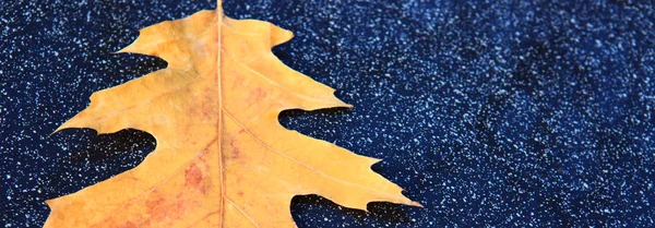 Sárga tölgy leveles elszigetelt egy szürke háttér. — Stock Fotó