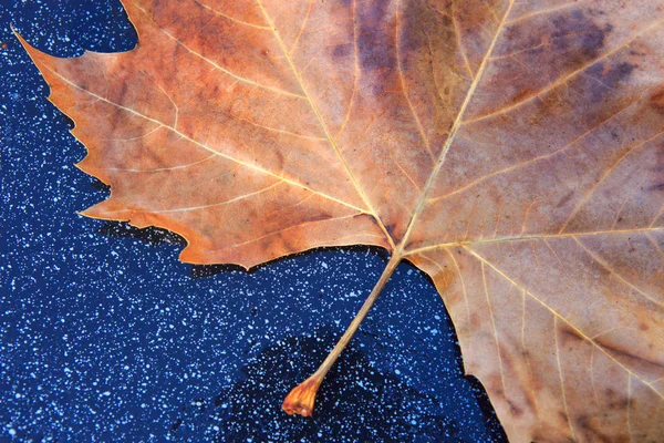 Close up on maple autumn leaf isolated on gray background. — Stock Photo, Image