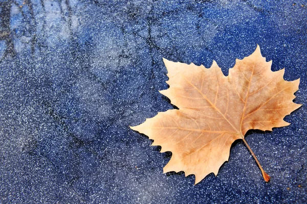 Close up on maple autumn leaf isolated on gray background. — Stock Photo, Image