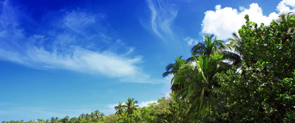 Palme da cocco sul cielo blu e la luce del sole . — Foto Stock