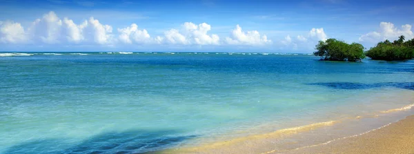Träd på vit tropisk strand. Resor bakgrund. — Stockfoto