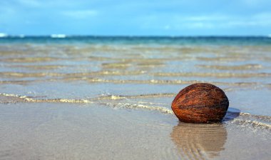 Hindistan cevizi Karayipler beach ve mavi gökyüzü.