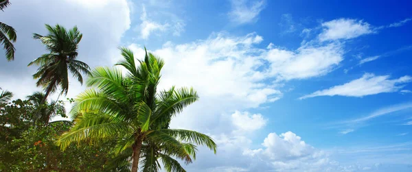 Fondo del mar Caribe y palmeras. Fondo de viaje . — Foto de Stock