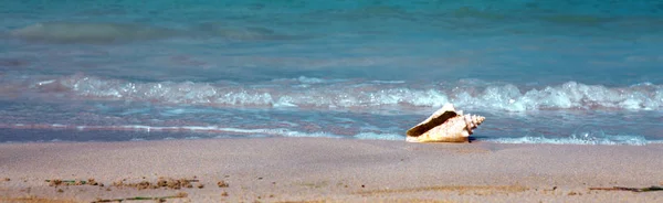 Sea shell on tropical beach. Travel background. — Stock Photo, Image