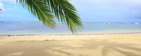 Palm tree on white tropical beach. Travel background.