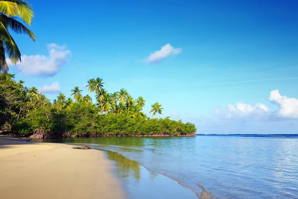 Zielone palmy na plaży karaibskiej. Kontekst podróży. — Zdjęcie stockowe