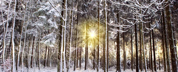Puesta de sol en el bosque de alemania invierno. Fondo de invierno. — Foto de Stock