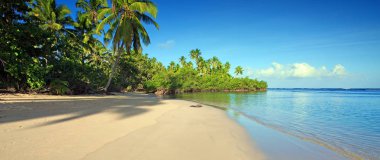 Karayip sahilinde yeşil palmiye ağaçları. Seyahat arkaplanı.