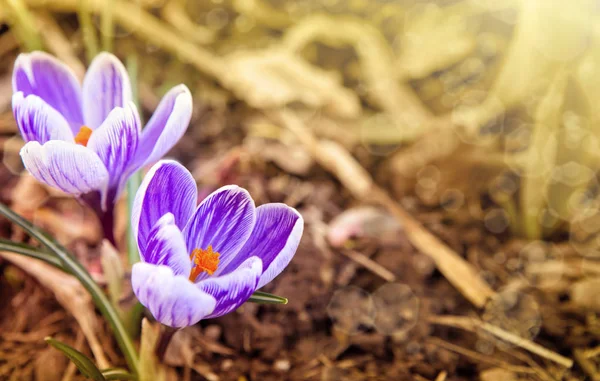 Paarse Krokussen in het voorjaar tuin. Pasen-achtergrond. — Stockfoto